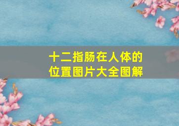 十二指肠在人体的位置图片大全图解