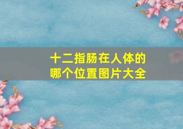 十二指肠在人体的哪个位置图片大全