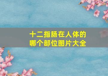 十二指肠在人体的哪个部位图片大全