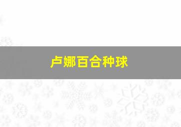 卢娜百合种球