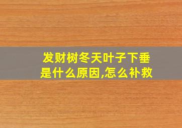 发财树冬天叶子下垂是什么原因,怎么补救