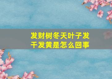 发财树冬天叶子发干发黄是怎么回事