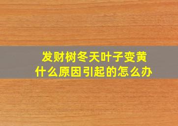 发财树冬天叶子变黄什么原因引起的怎么办