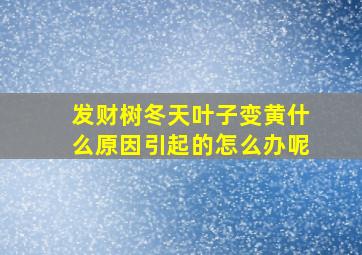 发财树冬天叶子变黄什么原因引起的怎么办呢