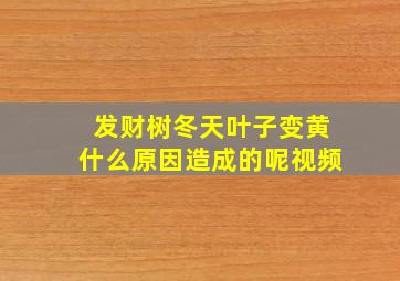 发财树冬天叶子变黄什么原因造成的呢视频