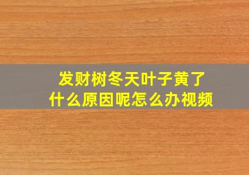 发财树冬天叶子黄了什么原因呢怎么办视频