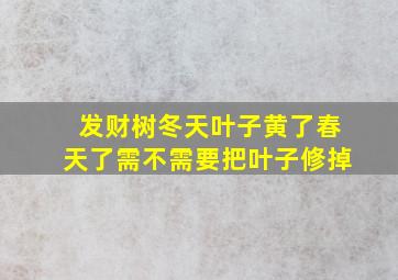 发财树冬天叶子黄了春天了需不需要把叶子修掉