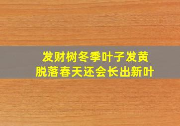 发财树冬季叶子发黄脱落春天还会长出新叶