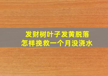 发财树叶子发黄脱落怎样挽救一个月没浇水