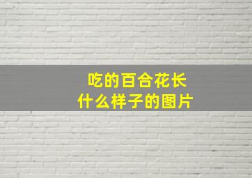 吃的百合花长什么样子的图片