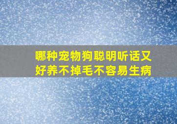 哪种宠物狗聪明听话又好养不掉毛不容易生病