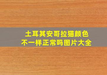 土耳其安哥拉猫颜色不一样正常吗图片大全