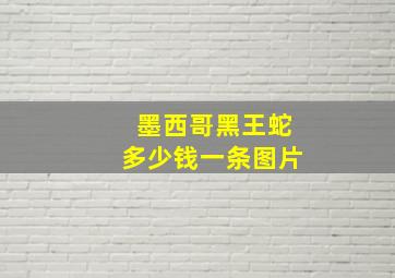 墨西哥黑王蛇多少钱一条图片