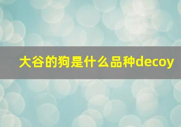 大谷的狗是什么品种decoy