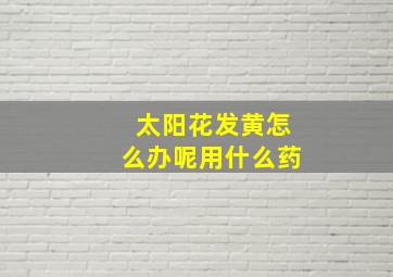 太阳花发黄怎么办呢用什么药