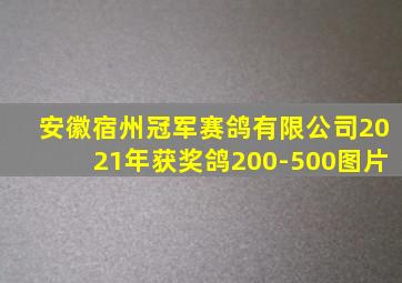 安徽宿州冠军赛鸽有限公司2021年获奖鸽200-500图片