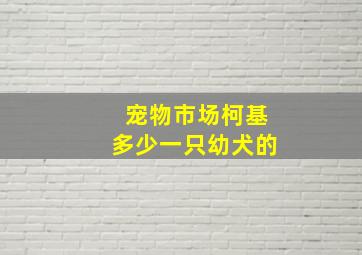 宠物市场柯基多少一只幼犬的