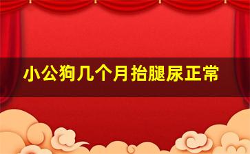 小公狗几个月抬腿尿正常