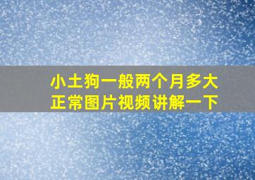 小土狗一般两个月多大正常图片视频讲解一下