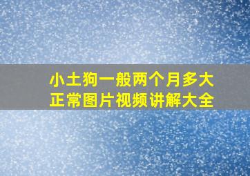 小土狗一般两个月多大正常图片视频讲解大全