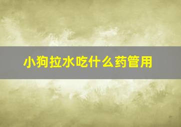 小狗拉水吃什么药管用