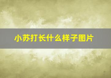 小苏打长什么样子图片