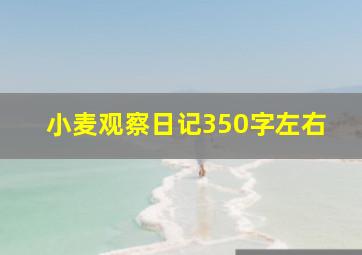 小麦观察日记350字左右