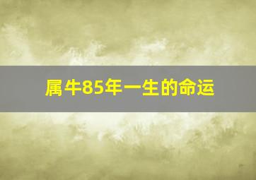 属牛85年一生的命运