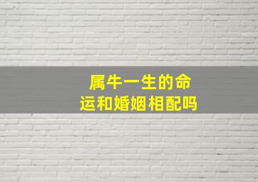 属牛一生的命运和婚姻相配吗