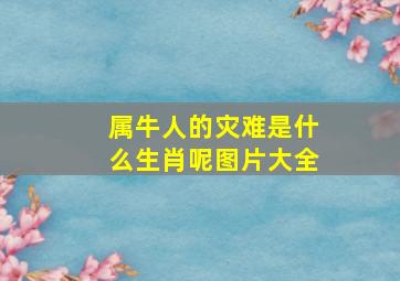 属牛人的灾难是什么生肖呢图片大全