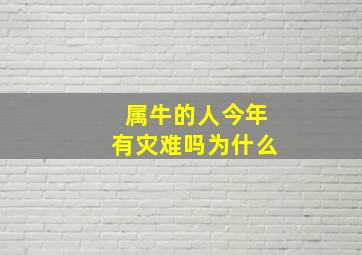 属牛的人今年有灾难吗为什么