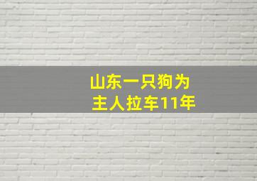 山东一只狗为主人拉车11年