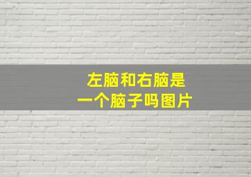 左脑和右脑是一个脑子吗图片