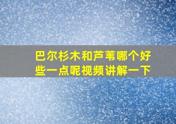 巴尔杉木和芦苇哪个好些一点呢视频讲解一下