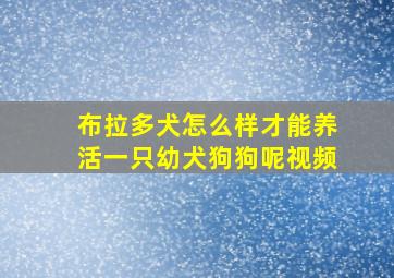 布拉多犬怎么样才能养活一只幼犬狗狗呢视频