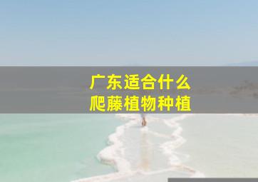 广东适合什么爬藤植物种植