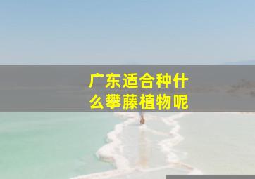 广东适合种什么攀藤植物呢