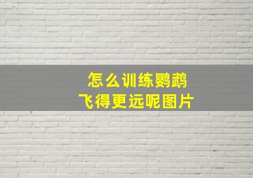 怎么训练鹦鹉飞得更远呢图片