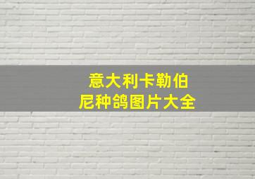 意大利卡勒伯尼种鸽图片大全