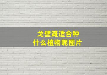 戈壁滩适合种什么植物呢图片