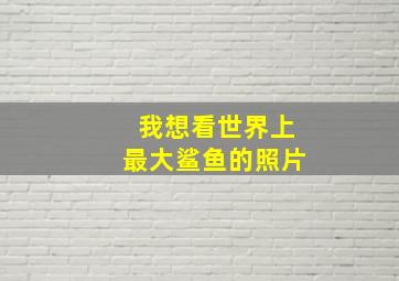 我想看世界上最大鲨鱼的照片