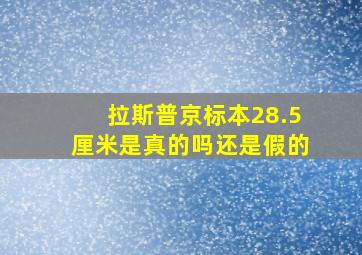 拉斯普京标本28.5厘米是真的吗还是假的