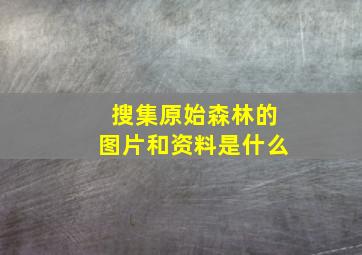 搜集原始森林的图片和资料是什么