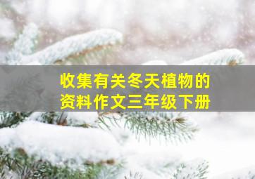 收集有关冬天植物的资料作文三年级下册