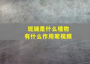 斑斓是什么植物有什么作用呢视频