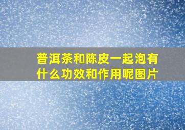 普洱茶和陈皮一起泡有什么功效和作用呢图片