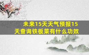 未来15天天气预报15天查询铁板菜有什么功效