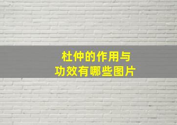 杜仲的作用与功效有哪些图片