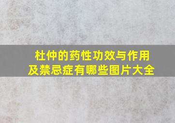 杜仲的药性功效与作用及禁忌症有哪些图片大全