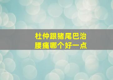 杜仲跟猪尾巴治腰痛哪个好一点